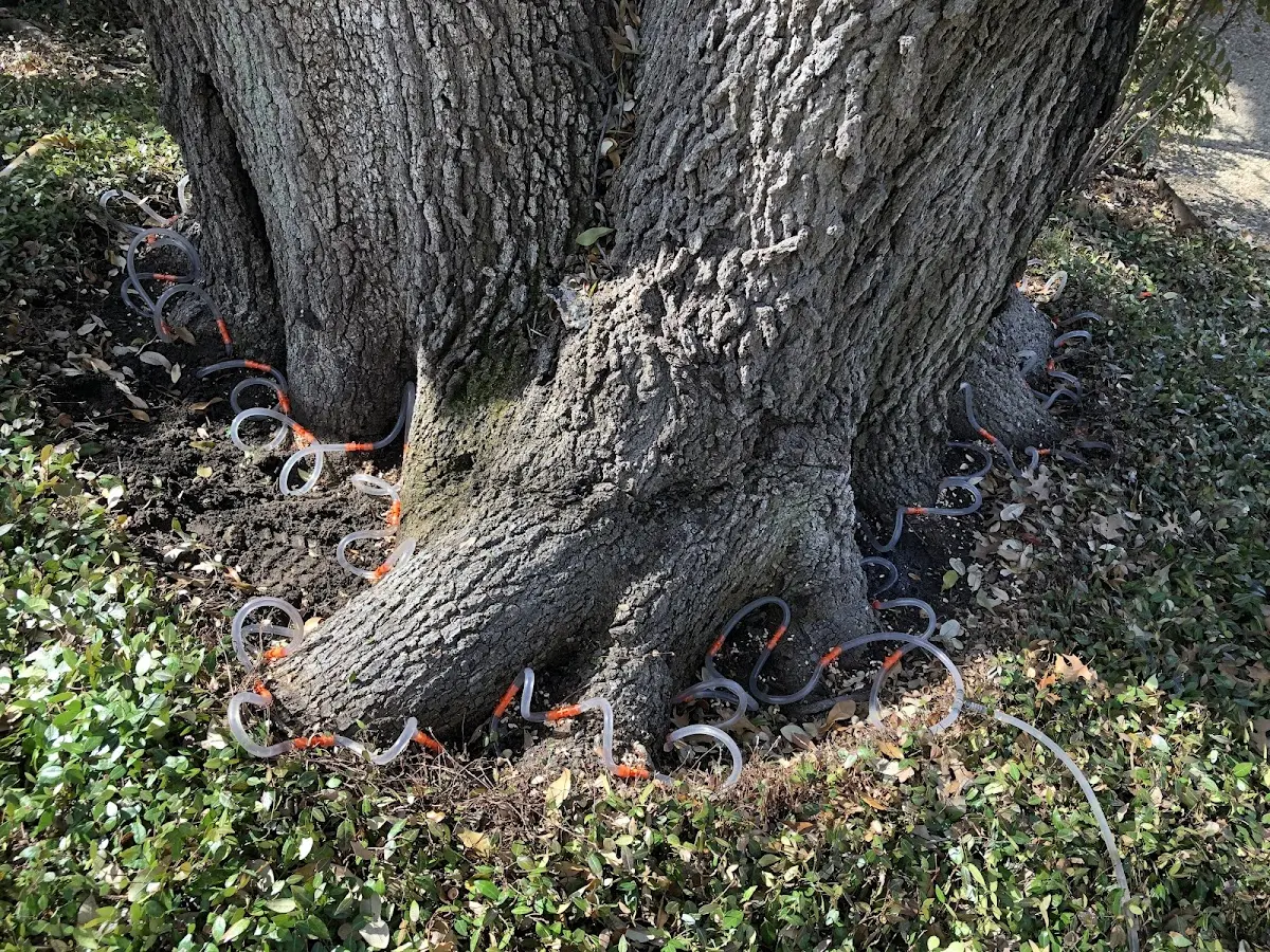 Detailed Tree Cabling and Bracing job site in Troutman