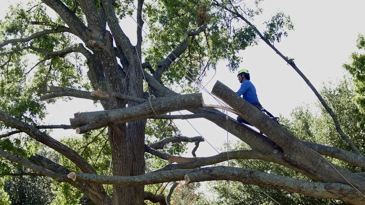 Professional Crown Thinning performed by certified arborists in Troutman